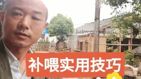 胡润与王宁的绝版Labubu交换事件